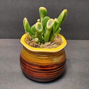 aquarium plant seeds Live Aquarium Plant Seeds Combo,Fresh Water Grass Mini Leaf & Hair Gra –  Supply AG